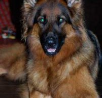 Long Haired German Shepherd Dog