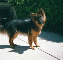 Long Haired German Shepherd Dog