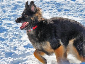 Long Haired German Shepherd Puppy