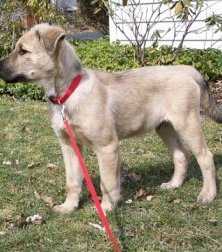 Louie the Chow Shepherd as a puppy wearing a red collar and red leash standing on grass and looking to the leftwith a house and bushes in the background