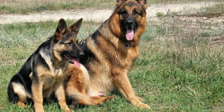 Different breeds of German Shepherd dogs