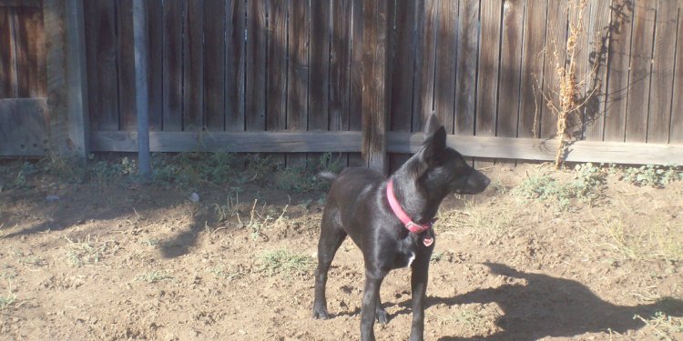 Black German Shepherd Rescue