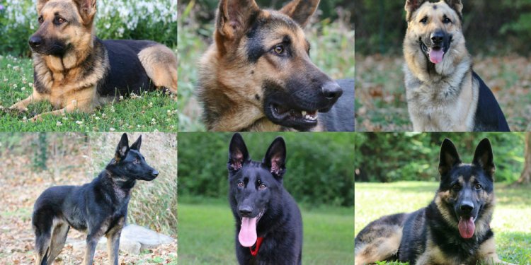 German Shepherd Dog adoption