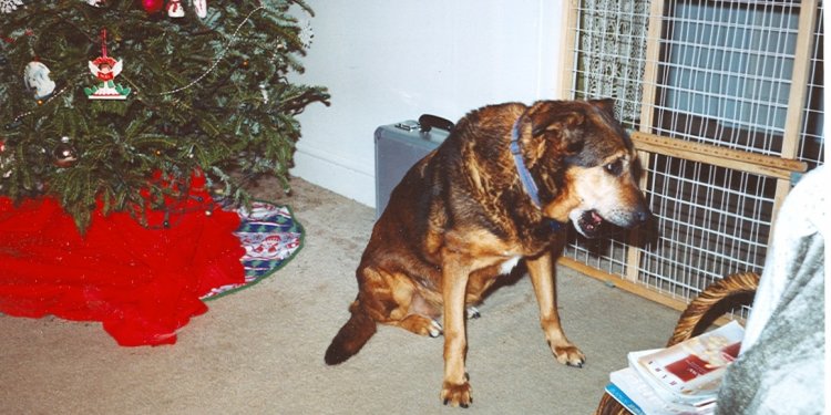 Shepherd Mixes