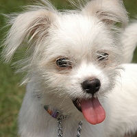 mixed breed dog