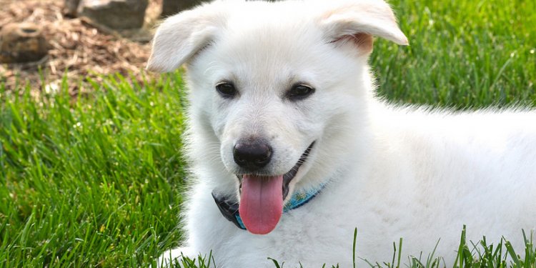 Puppy Shepherd German