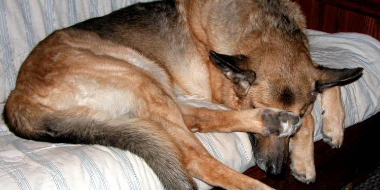 Black Paws German Shepherds
