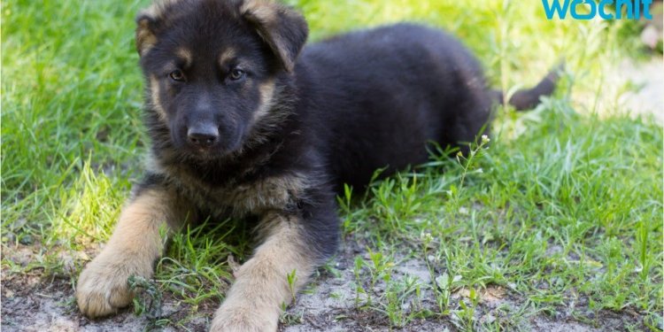 Solid White German Shepherd puppies