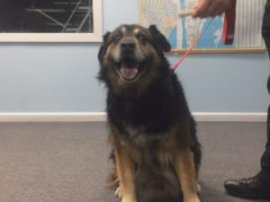 Pet Pals- German Shepherd Golden Retriever mix