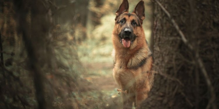 Dogs like German Shepherds
