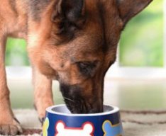 german-shepherd-eating