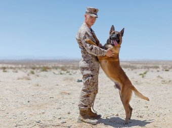 Picture of Marine Corporal John Dolezal posing with Cchaz, a Belgian Malinois Picture of Marine Corporal John Dolezal posing with Cchaz, a Belgian Malinois