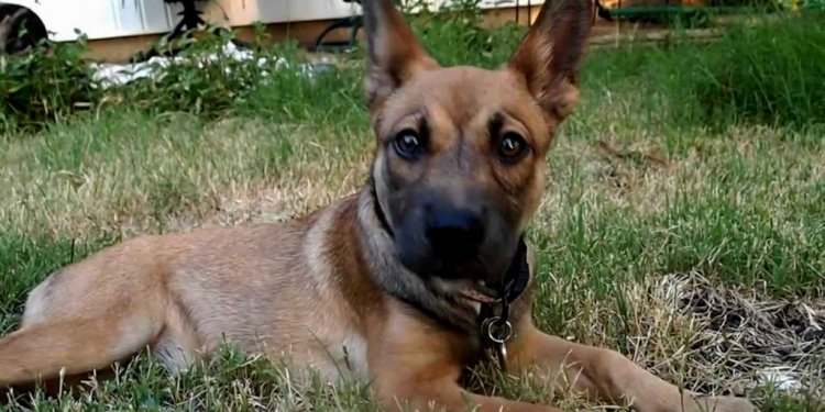 German Shepherd mix puppies For Sale