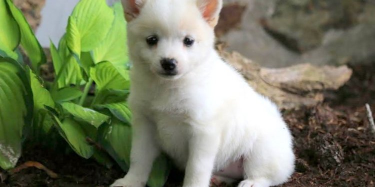 German Shepherd Chow mix puppies for Sale