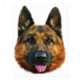 Alsatian Dog black