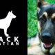 Black Alsatian