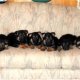 Black Alsatian Dogs sale