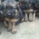 Black and brown German Shepherd puppies