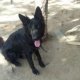 Black German Shepherd Female