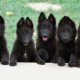 Black German Shepherd police Dog