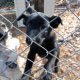 Black Shepherd puppy