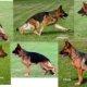 Breeding German Shepherds Timing