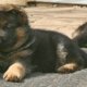 Buying German Shepherd puppies