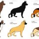 Different breeds of Shepherd dogs
