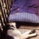 Dog Beds for German Shepherds