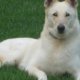 Free White German Shepherd