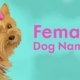 German female dog names for German Shepherds