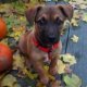 German Shepherd and Beagle mix puppies