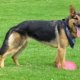 German Shepherd breed Info