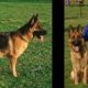 German Shepherd breeders United States