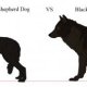 German Shepherd Dog colors