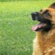 German Shepherd Dog Labrador Retriever mix