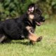 German Shepherd Dog puppies