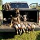 German Shepherd hunting Dog