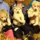 German Shepherd Husky mix puppies