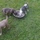 German Shepherd Labrador mix puppies