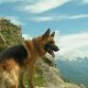 German Shepherd Mountain Dog