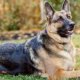 German Shepherd outside Dog