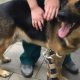 German Shepherd puppies Adoption Houston
