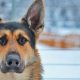 German Shepherd puppies Breeder