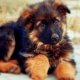German Shepherd puppies pictures