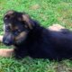 German Shepherd puppies Wyoming