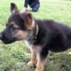 German Shepherd puppy videos