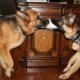 German Shepherd with puppies