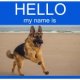 German Shepherds dog names