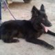 GSD black